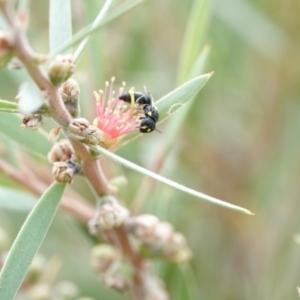 Hylaeus (Euprosopoides) rotundiceps at Hall, ACT - 6 Mar 2024 10:31 AM