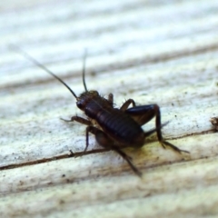 Bobilla sp. (genus) (A Small field cricket) at Cook, ACT - 4 Mar 2024 by CathB