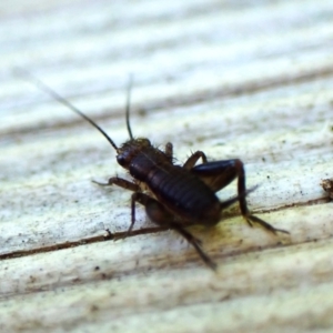 Bobilla sp. (genus) at Cook, ACT - suppressed