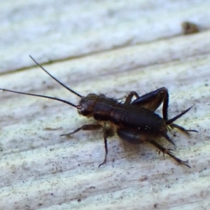 Bobilla sp. (genus) at Cook, ACT - suppressed