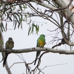 Psephotus haematonotus at Hall, ACT - 6 Mar 2024