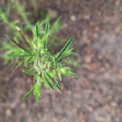 Dittrichia graveolens at Mount Ainslie - 6 Mar 2024 07:59 AM