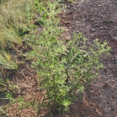 Dittrichia graveolens at Mount Ainslie - 6 Mar 2024 07:59 AM