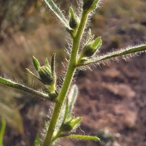 Dittrichia graveolens at Mount Ainslie - 6 Mar 2024