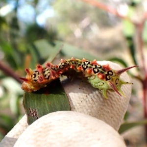 Doratifera quadriguttata at Cook, ACT - 3 Mar 2024