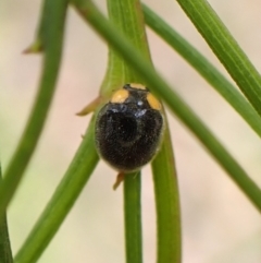 Apolinus lividigaster (Yellow Shouldered Ladybird) at Aranda Bushland - 26 Feb 2024 by CathB