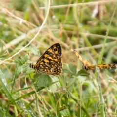 Oreixenica lathoniella at Namadgi National Park - 21 Feb 2024