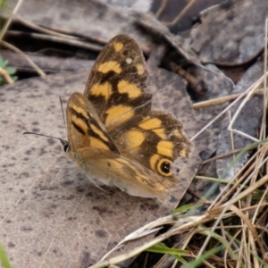 Heteronympha solandri at Namadgi National Park - 21 Feb 2024 10:47 AM