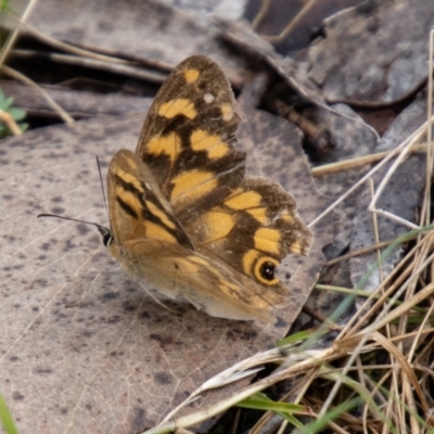 Heteronympha solandri (Solander's Brown) at Namadgi National Park - 20 Feb 2024 by SWishart