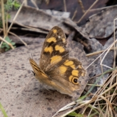 Heteronympha solandri at Namadgi National Park - 21 Feb 2024 10:47 AM