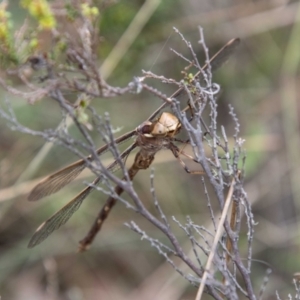 Telephlebia brevicauda at Namadgi National Park - 21 Feb 2024