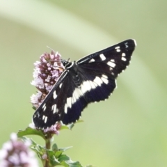 Cruria donowani (Crow or Donovan's Day Moth) at Hall, ACT - 5 Mar 2024 by Anna123