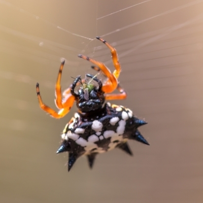 Austracantha minax (Christmas Spider, Jewel Spider) at Mulligans Flat - 6 Mar 2024 by Cmperman