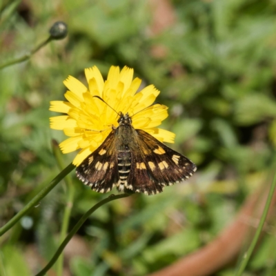 Hesperilla munionga (Alpine Sedge-Skipper) at Harolds Cross, NSW - 5 Mar 2024 by DPRees125