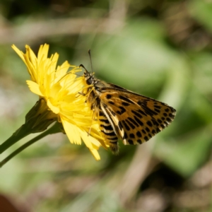 Hesperilla munionga at QPRC LGA - 5 Mar 2024