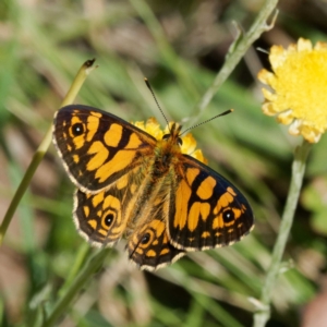 Oreixenica lathoniella at QPRC LGA - 5 Mar 2024 12:13 PM