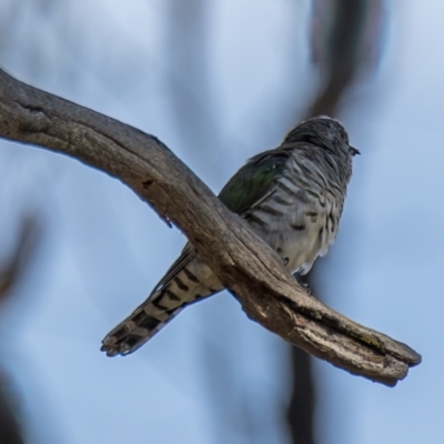 Chrysococcyx lucidus (Shining Bronze-Cuckoo) at Forde, ACT - 5 Mar 2024 by Cmperman