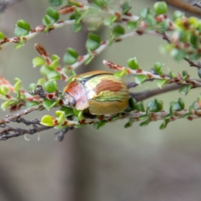 Paropsisterna sp. (genus) (A leaf beetle) at Namadgi National Park - 20 Feb 2024 by SWishart