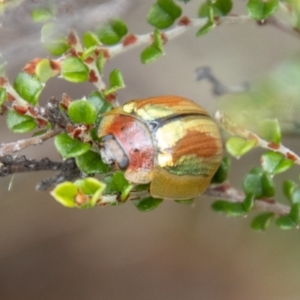 Paropsisterna vittata at Namadgi National Park - 21 Feb 2024