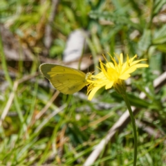 Eurema smilax (Small Grass-yellow) at Harolds Cross, NSW - 5 Mar 2024 by DPRees125