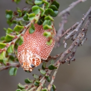 Paropsis variolosa at Namadgi National Park - 21 Feb 2024