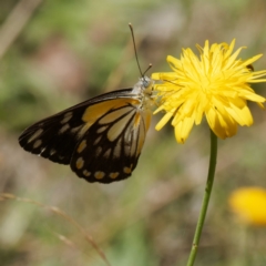 Belenois java (Caper White) at Harolds Cross, NSW - 5 Mar 2024 by DPRees125