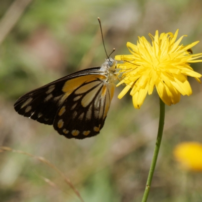 Belenois java (Caper White) at Harolds Cross, NSW - 5 Mar 2024 by DPRees125