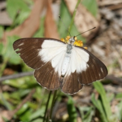 Belenois java at QPRC LGA - 5 Mar 2024