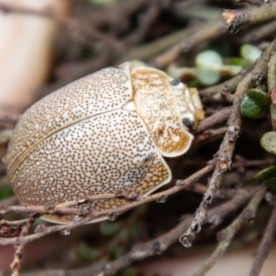Paropsis (paropsine) genus-group (Unidentified 'paropsine' leaf beetle) at Cotter River, ACT - 20 Feb 2024 by SWishart
