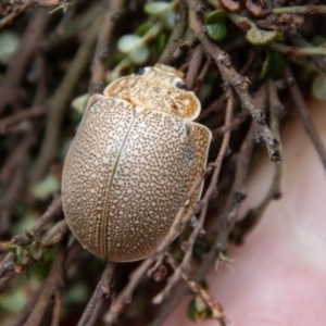 Paropsis dilatata at Namadgi National Park - 21 Feb 2024 10:58 AM