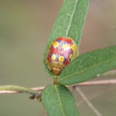 Paropsisterna nobilitata (Leaf beetle, Button beetle) at Namadgi National Park - 21 Feb 2024 by SWishart
