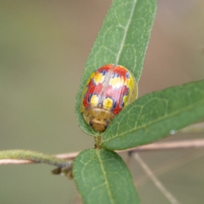 Paropsisterna nobilitata (Leaf beetle, Button beetle) at Cotter River, ACT - 21 Feb 2024 by SWishart