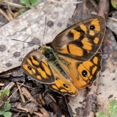 Heteronympha penelope (Shouldered Brown) at Namadgi National Park - 21 Feb 2024 by SWishart