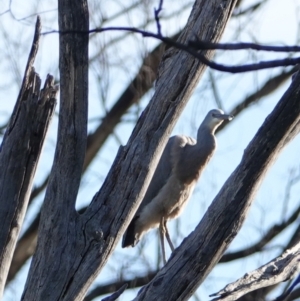 Egretta novaehollandiae at Hall, ACT - 5 Mar 2024 05:58 PM