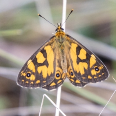 Oreixenica lathoniella (Silver Xenica) at Namadgi National Park - 21 Feb 2024 by SWishart