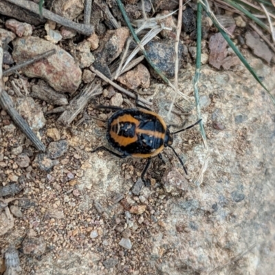 Agonoscelis rutila (Horehound bug) at Mount Majura - 6 Mar 2024 by WalterEgo