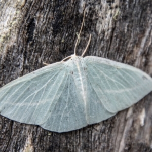 Chlorocoma carenaria at Namadgi National Park - 21 Feb 2024 11:46 AM