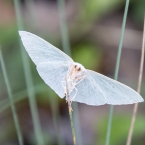 Chlorocoma carenaria at Namadgi National Park - 21 Feb 2024