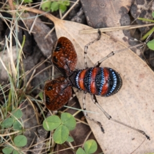 Acripeza reticulata at Namadgi National Park - 21 Feb 2024 11:53 AM