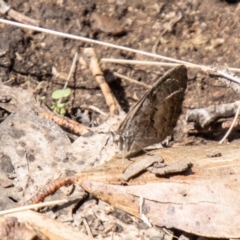 Geitoneura klugii (Marbled Xenica) at Namadgi National Park - 21 Feb 2024 by SWishart