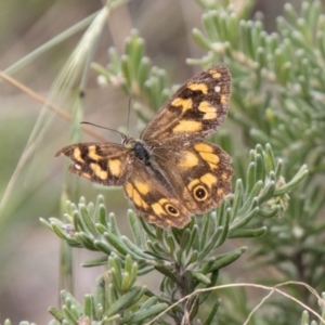 Heteronympha solandri at Namadgi National Park - 21 Feb 2024