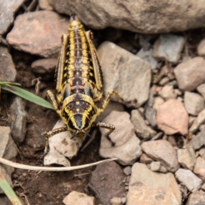 Monistria concinna (Southern Pyrgomorph) at Cotter River, ACT - 21 Feb 2024 by SWishart