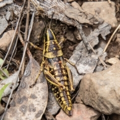 Monistria concinna at Namadgi National Park - 21 Feb 2024 12:58 PM