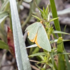 Mixochroa gratiosata (A geometerid moth) at Namadgi National Park - 21 Feb 2024 by SWishart