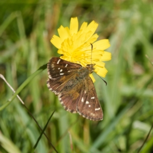 Atkinsia dominula at Jingera, NSW - suppressed