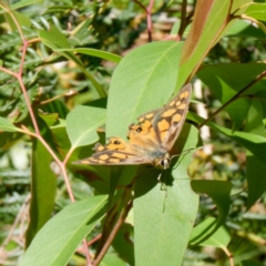 Heteronympha penelope (Shouldered Brown) at QPRC LGA - 5 Mar 2024 by DPRees125