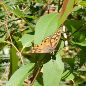 Heteronympha penelope at QPRC LGA - 5 Mar 2024