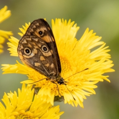 Oreixenica correae (Orange Alpine Xenica) at Namadgi National Park - 21 Feb 2024 by SWishart