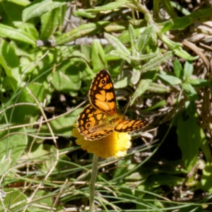 Oreixenica lathoniella at QPRC LGA - 5 Mar 2024