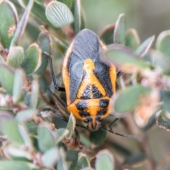 Agonoscelis rutila (Horehound bug) at Cotter River, ACT - 21 Feb 2024 by SWishart